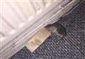 Rat caught running over child's bed