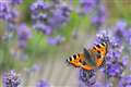 People who found solace in nature in lockdown urged to join butterfly count