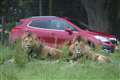 Ministers urged to investigate animal welfare concerns at safari park