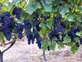 Vineyard reports bumper crop