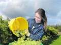 Bumper grape harvest gets under way