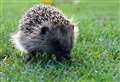 Dead hedgehogs and birds dumped by road