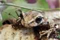 Frog found in supermarket banana delivery after 5,000-mile journey