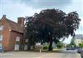 Victory for hundreds as 150-year-old tree spared chop