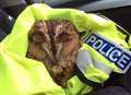 Owl rescued on M20