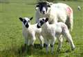 Man charged after ewe dies following dog attack