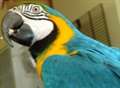 Parrot rescued...by banana!