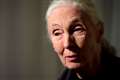 Jane Goodall calls for end to factory farming amid ‘extreme’ animal cruelty