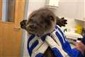 Otter cub found alone and crying now ‘quite lively’ in RSPCA care