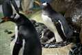 Gentoo penguins should be reclassified as four different species, scientists say