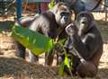 Gorillas at Howletts