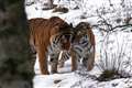 Amur tigers snuggle up in snowy surroundings together for first time