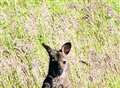 Wallaby sighting