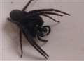 Man's horror as large spider 'sinks fangs' into his hand in garden