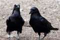 Cognitive performance of four-month-old ravens may parallel adult apes – study