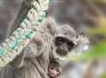 New gibbon helps species