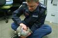 Baby wombat is new recruit at police station