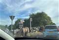 Horses and trailers block road