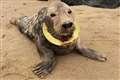 Council bans flying rings from its beaches to protect seals