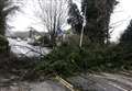 Fallen tree causes main road to close