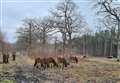 Walkers to see cattle, pigs and ponies roaming through Kent woods