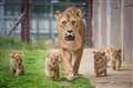 Lion cubs take first steps outside after lockdown