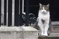 Chief mouser Larry the cat celebrates 10 years in Downing Street