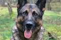 Police dog dies after chasing down moped thieves