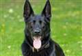 Police dog tracks down suspected motorbike thief