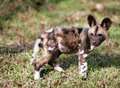 Orphaned puppies thriving at wildlife park