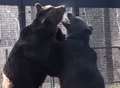 VIDEO: Bears meet for first time after 16 years alone