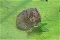 Endangered water voles to be released in Yorkshire nature scheme