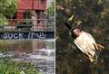 The picturesque Kent river blighted by yobs chucking bottles and killing ducks