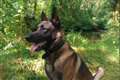Police dog helps to find elderly couple injured in a ditch