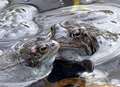 Flirtacious frogs spring into action