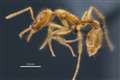 New ant species named in recognition of gender diversity