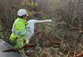 Swan trapped in electricity substation for days