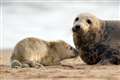 Baby seals spotted in Norfolk mark beginning of pupping season