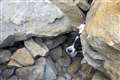 Dog missing for three days rescued after being found trapped under rocks