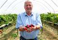 Strawberry growers warn of being squeezed out of business