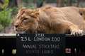 Keepers get counting for annual week-long London Zoo stocktake