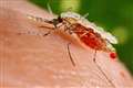 ‘Ground-breaking’ malaria vaccine approved for children in sub-Saharan Africa