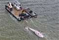 Dead whale recovered from shore