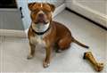 1,000 back bid to save 'dangerous' dog as owner disputes claims it's an XL bully