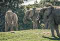 Kent animal park's entire elephant herd to leave