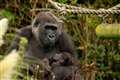 Four-week-old gorilla thriving after being born at Bristol Zoo