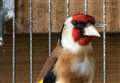 Arrests after stolen birds found