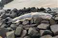 32ft whale washes up dead on Norfolk coast