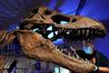 Dinosaurs were in decline up to 10 million years before asteroid hit – study