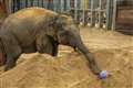 Elephant given Easter treat with special egg hunt